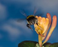 Bee2.jpg