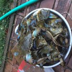 crabby3.JPG