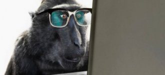monkey_660.jpg