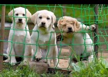 3 Dogs.JPG