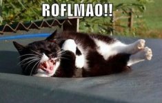cat.jpeg
