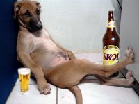 Who wants my dog.jpg