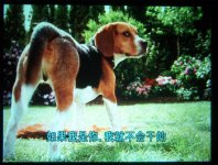dog3,.jpg