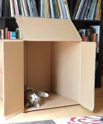 catbox.JPG