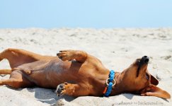 beach_9284-2.jpg