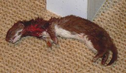 Weasel2.jpg