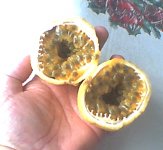 inside maracujá.jpg