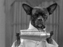 Zdog.gif
