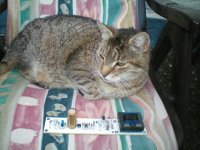 cat understanding the diodes in M2.JPG