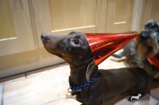 Dachshund - Party Hat.jpg
