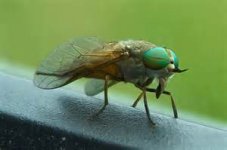 fly.jpg