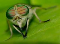 fly2.jpg