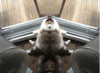 fur.jpg