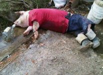 pig-and-human-fun.jpg