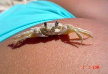 clever crab.jpg