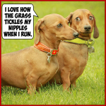Nipples tickeled  by running on  grass.png