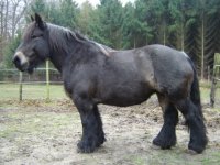 toosdonder026.jpg