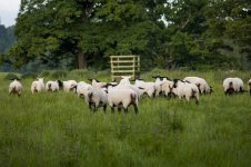 sheep.jpg