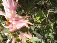 dahlia2.JPG