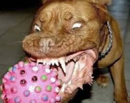 chien.png