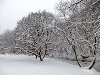 SnowTrees2_x.jpg