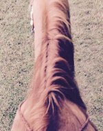 Horse back2.jpg
