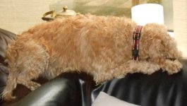 CouchPotato.JPG