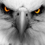 Eagle.jpeg