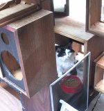 bullie-in-the-cathouse.jpg