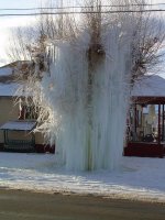 FrozenTree3.jpg