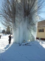 FrozenTree4.jpg