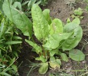 Sorrel.jpg