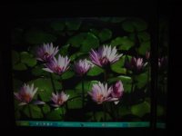 dsc00905.jpg