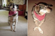 mutt.jpg
