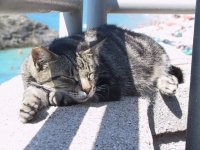cat.jpg