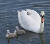 swans.jpg