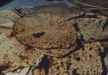 matza.jpg