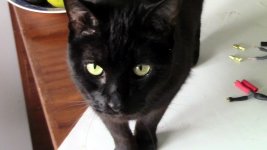 Cat help.JPG