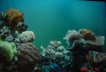 dsc01005.jpg