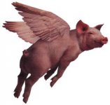 Pig.jpg