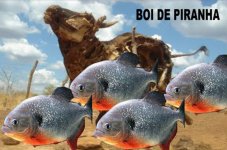 Boi de Piranha.jpg