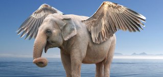 Elephant.jpg