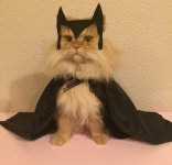 luigi-the-lion-cat-batman.jpg
