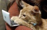 Cat.PC (1).jpg