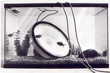 hartleyaquarium.jpg