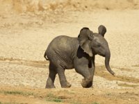 baby_elephant2.jpg