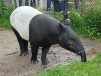 Malayan_tapir2.jpg