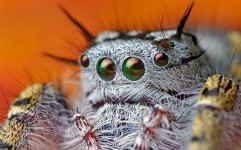 spider_eyes_hairy_beautiful_18025_1920x1200.jpg