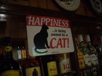 cat.jpg