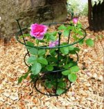 peony-support-rings-coated.jpg